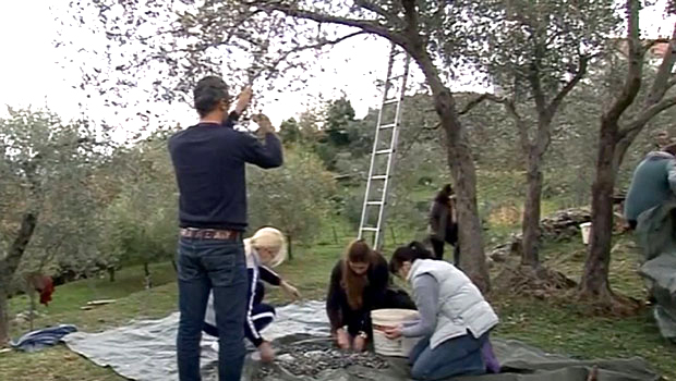 Забрђе: Маслине беру и странци